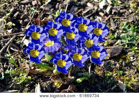 Primula 'Crescendo Blue Shades'