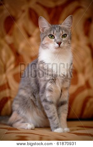 Gray Cat With Green Eyes.