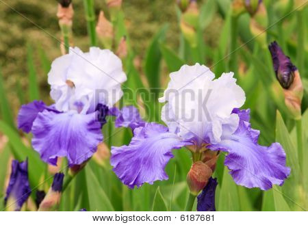 Iris blomst