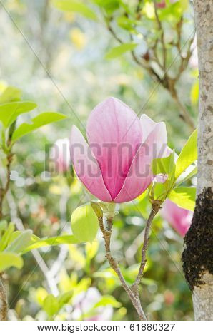 Pink Azalea