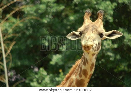 Nieuwsgierig Giraffe