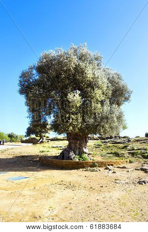 Olive Tree In Sicily