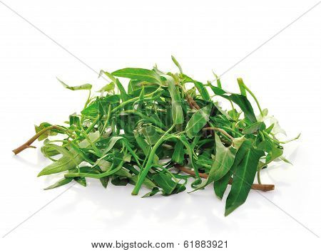 Water Spinach Isolated On White Background