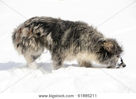 Romanian shepherd dog playing in the snow