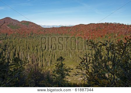 Frost Hollow In Autumn