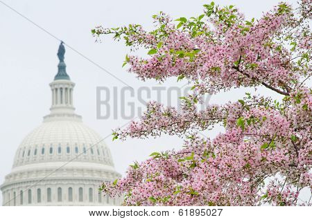 Washington DC - The Capitol building dome and cherry blossoms in spring 