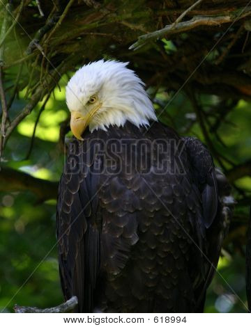 Eagle