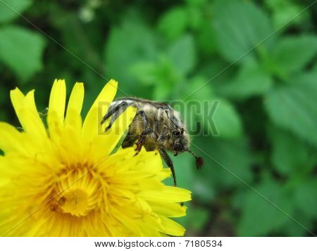 Maybug an der Blüte