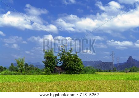Barn Hidden Among Trees