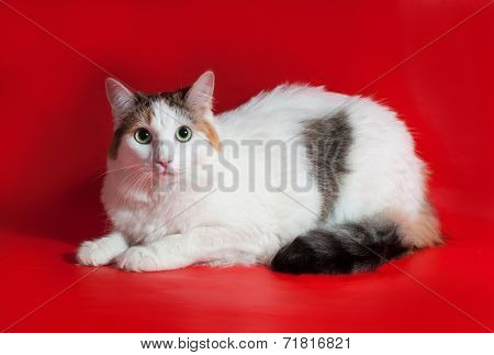 Thick White Cat With Colorful Tail Sitting On Red