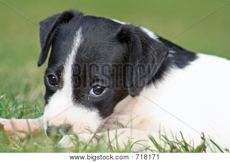 Jack Russell yavrusu
