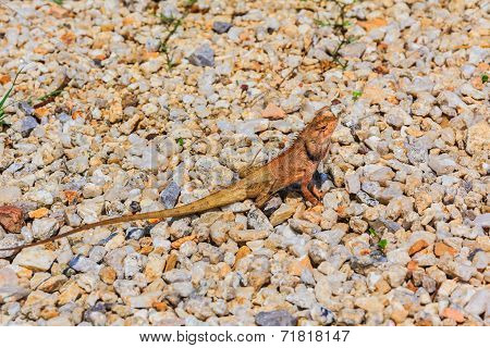 Closeup Yellow Crested Lizard