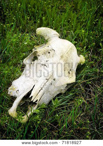 Skull of animal with horns on green prarie grass