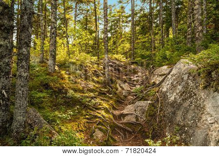 Moose Horn Trail Path