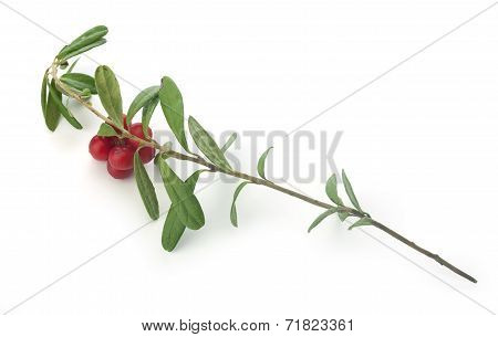 Cowberry