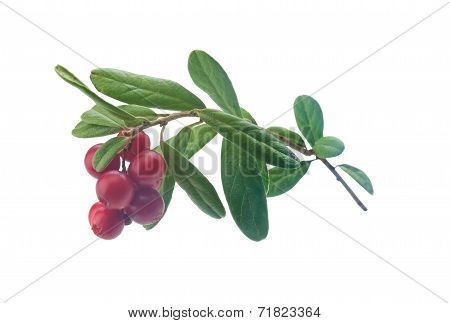 Cowberry
