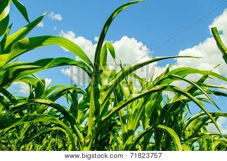 Corn Sprouts View From The Bottom