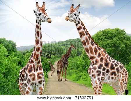 Giraffes