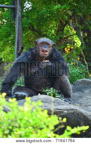 Chimpanzee