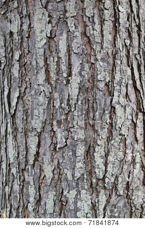 background of old tree trunk in closeup