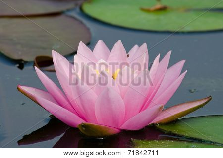 Beautiful Lotus In Pond