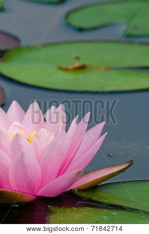Beautiful Lotus In Pond