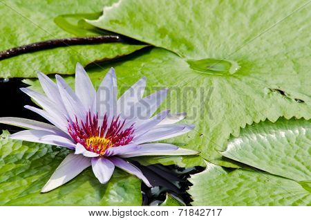 Beautiful Lotus In Pond
