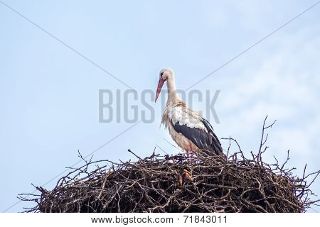 White Stork