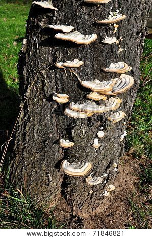 Polypore Growing On A Tree