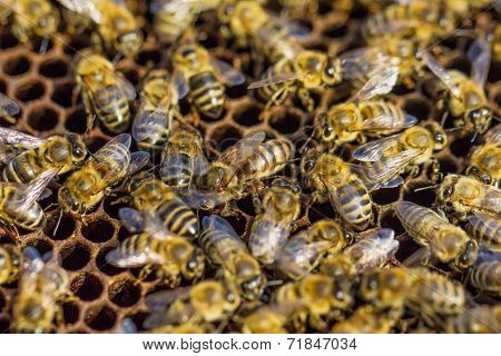 Working Bees