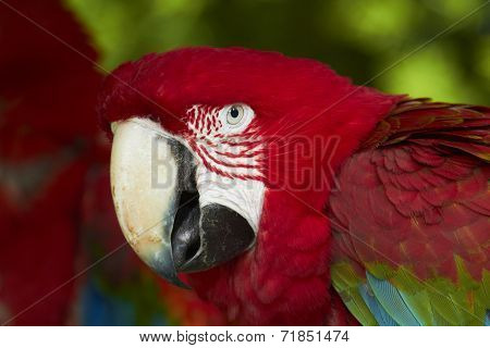Scarlet Macaw