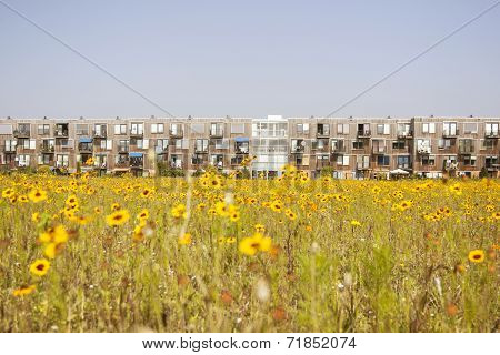 Yellow Flower And Modern Dutch Housing