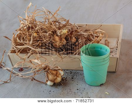 Narcissus Bulbs After Flowering