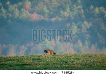 Unga Whitetail Buck