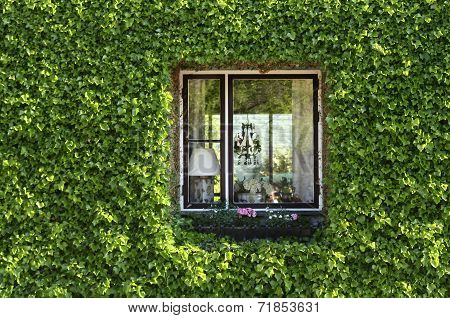 ivy green  window