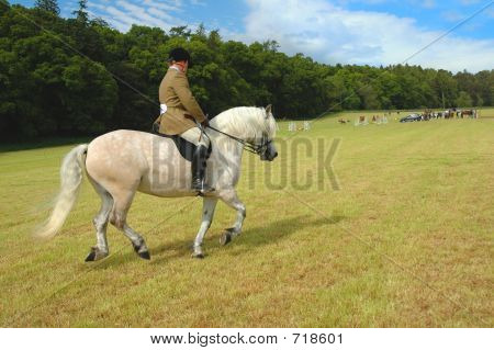 Cavallo con fantino a prove di Dressage nel parco