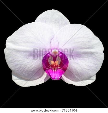 Isolated Orchidea