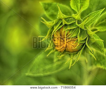 Sunflower surrounded by green leaves