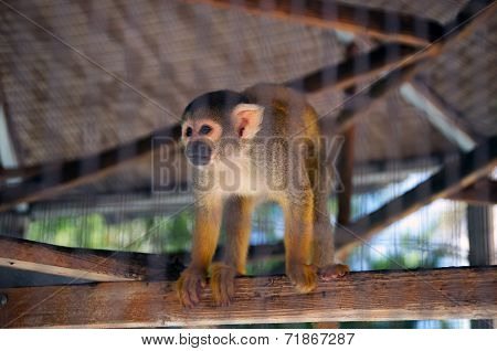 Orange Spider Monkey