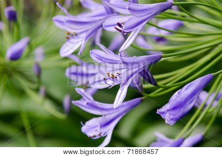 Agapanthus Flowers
