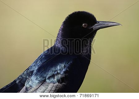 Boat-tailed Grackle (quiscalus Major)