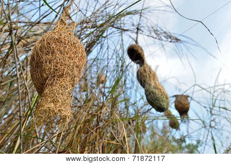Ploceus Nests