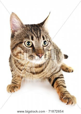 Cat isolated on white
