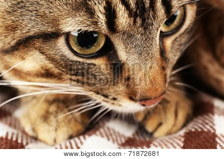 Grey cat's muzzle closeup