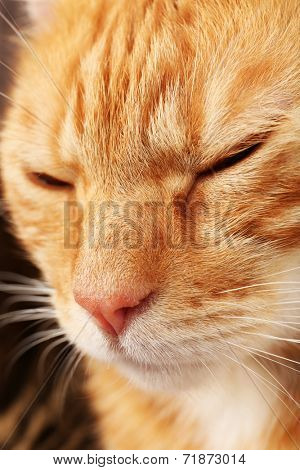 Red cat closeup