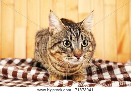Grey cat on blanket on wooden wall background