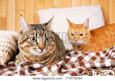Two cats on blanket and pillow on wooden wall background