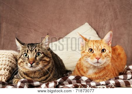 Two cats on blanket on brown wall background