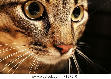 Grey cat's muzzle closeup