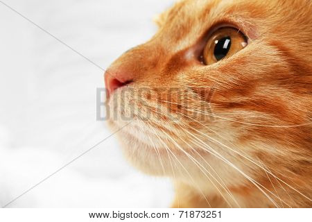 Red cat on towel on fabric background
